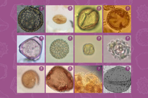 Twelve squares, each containing a photo of a different type of pollen over top of a purple background