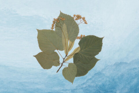 Ten green tilia leaves spread out on an abstract blue and white background