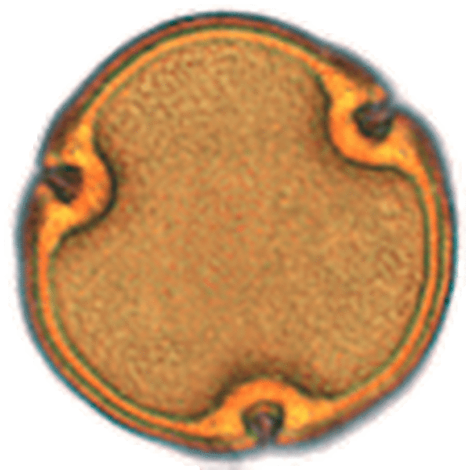 Image of a Tilia pollen grain